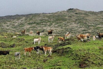 Cinco bovinos sobrevivendo na fria e remota Ilha de Amsterdã