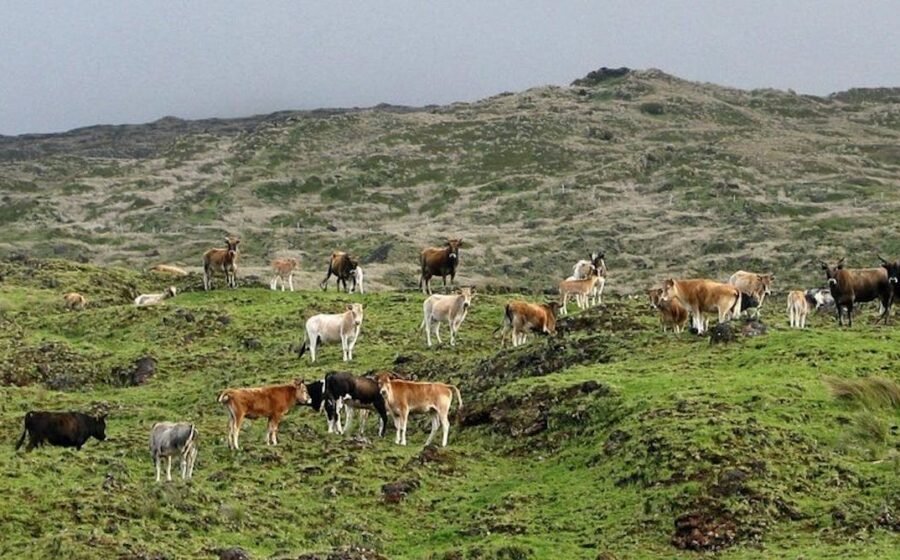 Cinco bovinos sobrevivendo na fria e remota Ilha de Amsterdã