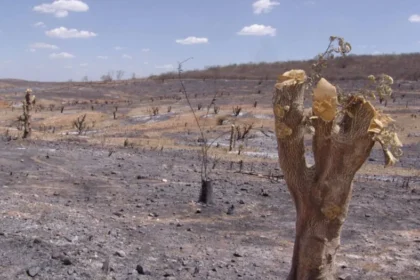 Delegação do Consórcio Nordeste em painel na COP17 em Ulaanbaatar, com painéis sobre Caatinga e financiamento verde