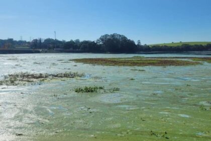 Boias solares no Rio Tietê reduzem algas em 91% e liberam praia para banho