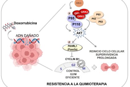 Ilustração da via metabólica alternativa para produção de cisteína via enzima dependente de vitamina B6, relevante para resistência ao câncer
