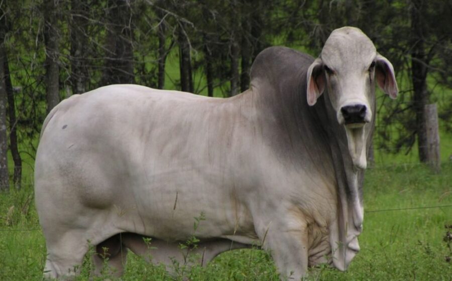 Boi gordo em pasto com gráfico de alta de preço arroba R$357,40