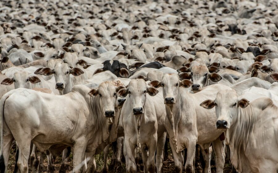 Gado bovino em pasto no Brasil: produção recorde com rebanho menor, 1,1 boi por habitante