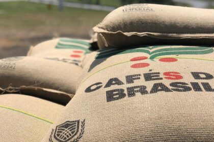 Plantação de café no Brasil com grãos maduros prontos para colheita recorde de 67,6 milhões de sacas