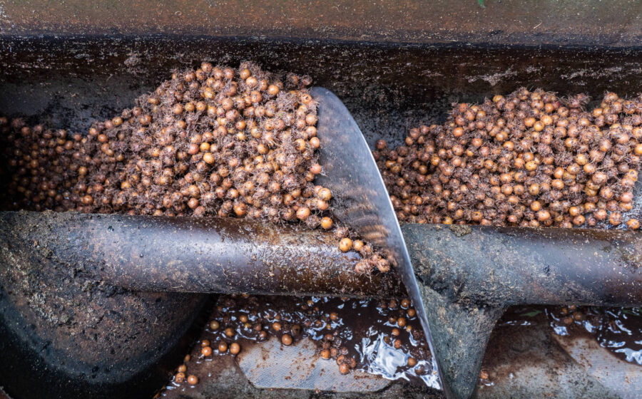 Estudantes do Pará seguram caroços de açaí em laboratório, projeto de descontaminação de água por mineração