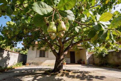Sebastião Correia farmacêutico junto a cajueiro no quintal com difusores de aroma artesanais