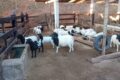 Família mineira produz queijos artesanais com ovelhas em fazenda de agroturismo no Centro-Oeste de MG