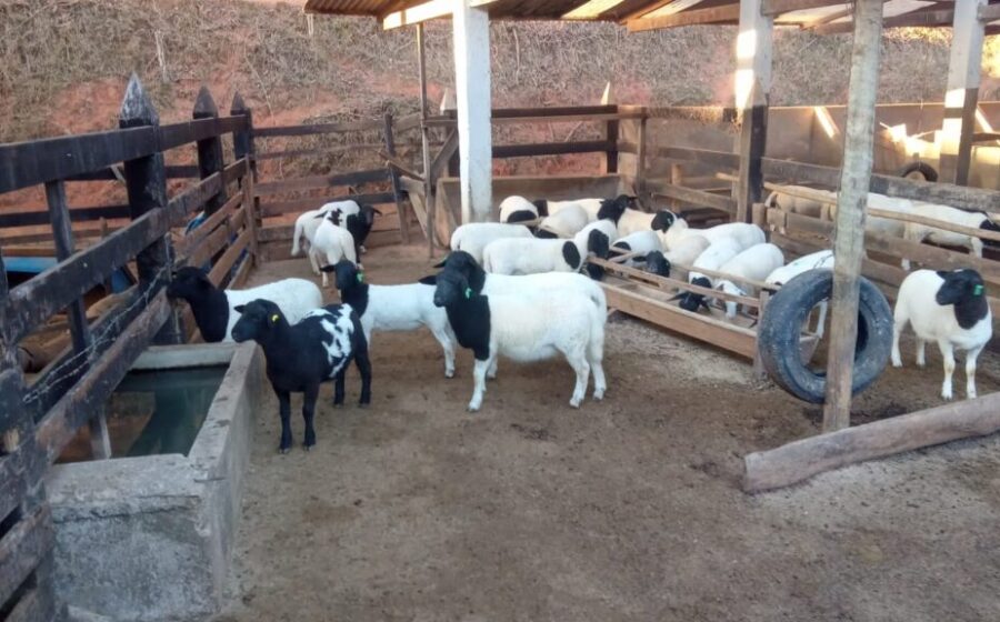 Família mineira produz queijos artesanais com ovelhas em fazenda de agroturismo no Centro-Oeste de MG