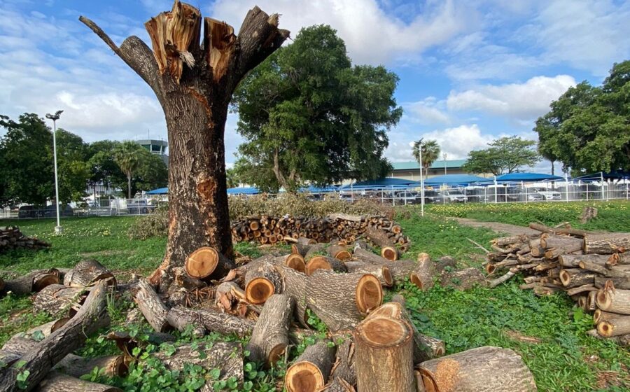 Área desmatada na BR-050 com 200 árvores nativas cortadas irregularmente pela Ecovias Minas Goiás