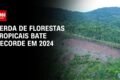 Plantação de eucalipto em extensão com colheita mecânica, representando recorde da silvicultura brasileira