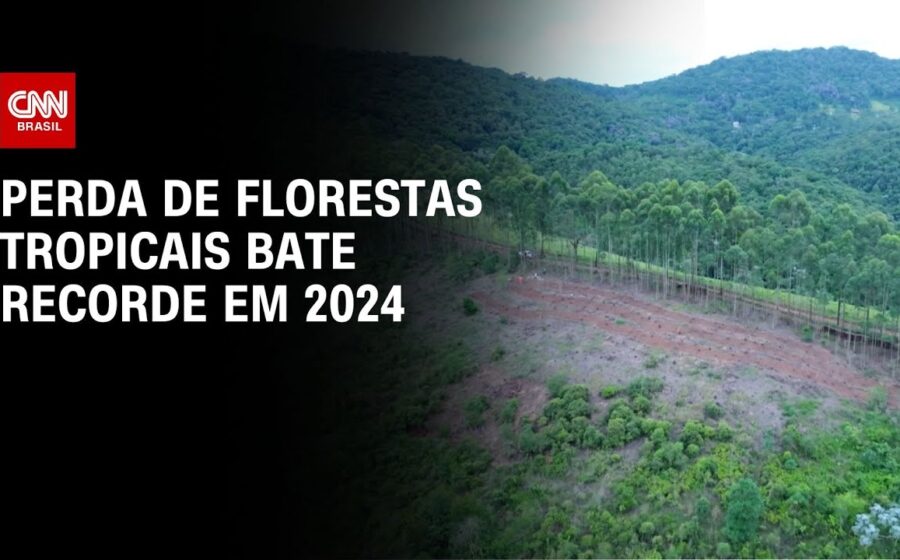 Plantação de eucalipto em extensão com colheita mecânica, representando recorde da silvicultura brasileira