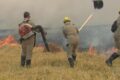 Incêndio destrói 250 hectares de lavoura de milho em Montividiu, Goiás, prejuízo milionário