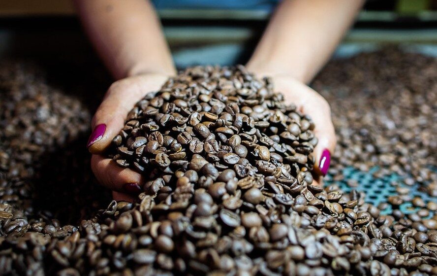 Gráfico de alta do café arábica na bolsa de Nova York com fundos cobrindo posições vendidas