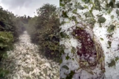 Plantação de café em floração danificada por granizo no Sul de Minas Gerais