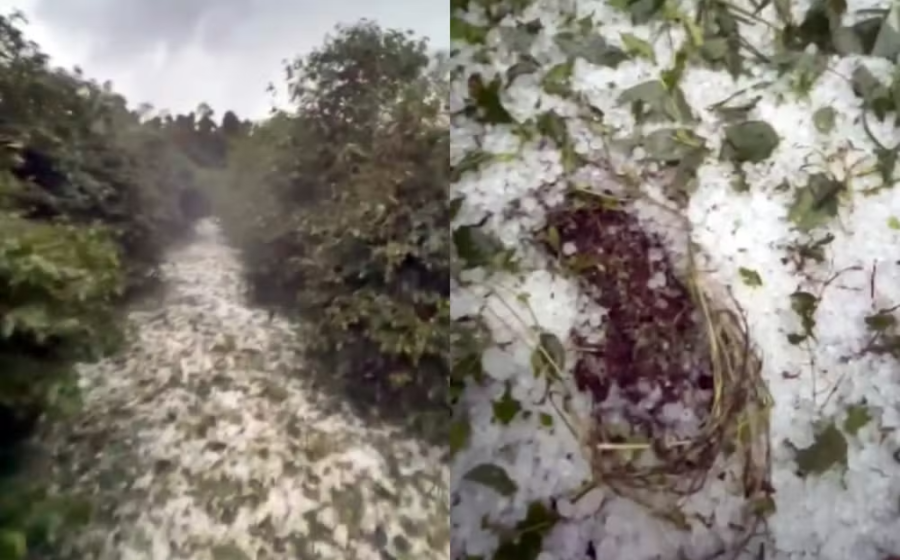 Plantação de café em floração danificada por granizo no Sul de Minas Gerais