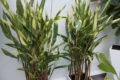 Helicônia em vaso grande de 100 litros com rizomas saudáveis e folhas tropicais verdes
