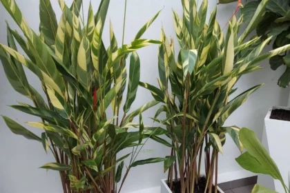 Helicônia em vaso grande de 100 litros com rizomas saudáveis e folhas tropicais verdes