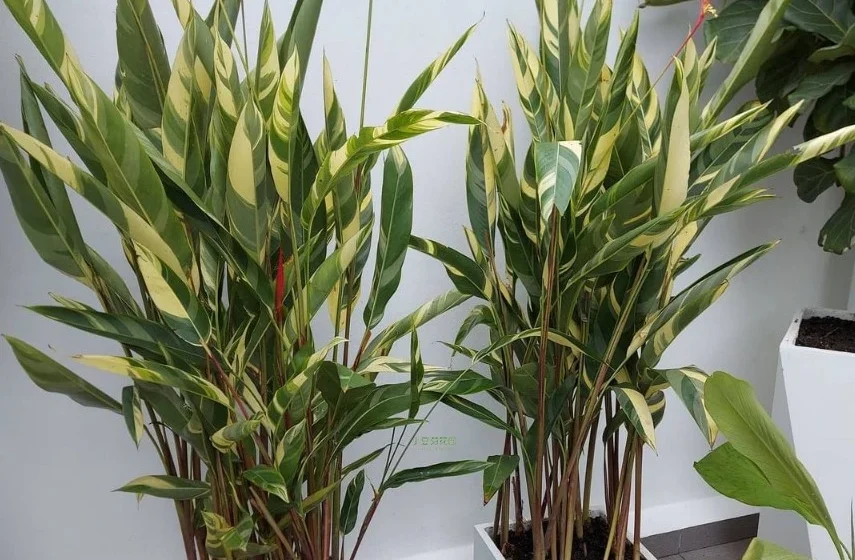 Helicônia em vaso grande de 100 litros com rizomas saudáveis e folhas tropicais verdes