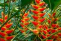 Jardim de alto padrão com helicônias tropicais coloridas em paisagismo profissional valorizando propriedade