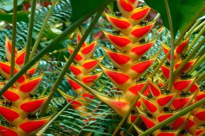 Jardim de alto padrão com helicônias tropicais coloridas em paisagismo profissional valorizando propriedade