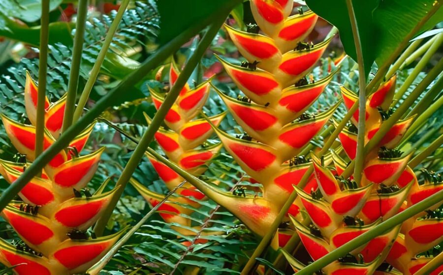 Jardim de alto padrão com helicônias tropicais coloridas em paisagismo profissional valorizando propriedade
