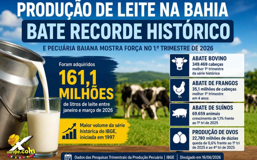 Gado leiteiro em pasto tecnificado representando recorde de produção com menor rebanho