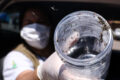 Lisboa liberta 90 mil mosquitos estéreis Aedes albopictus contra dengue zika