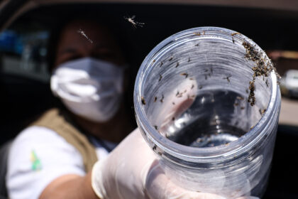 Lisboa liberta 90 mil mosquitos estéreis Aedes albopictus contra dengue zika