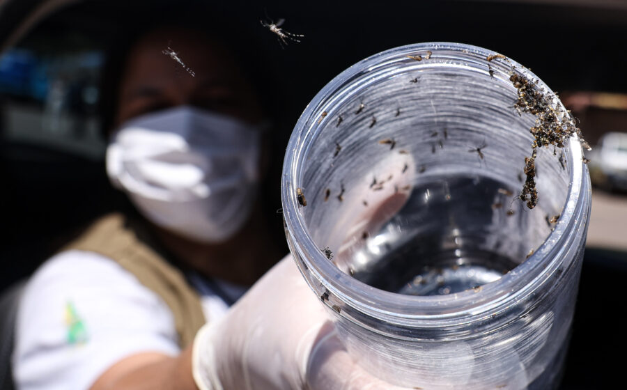 Lisboa liberta 90 mil mosquitos estéreis Aedes albopictus contra dengue zika