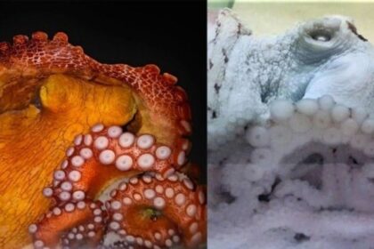 Polvo em sono ativo com padrões de cor pulsantes observado por pesquisadores da UFRN