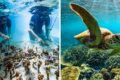 Mergulhador caçando peixes-leão invasores em recife de coral na Flórida