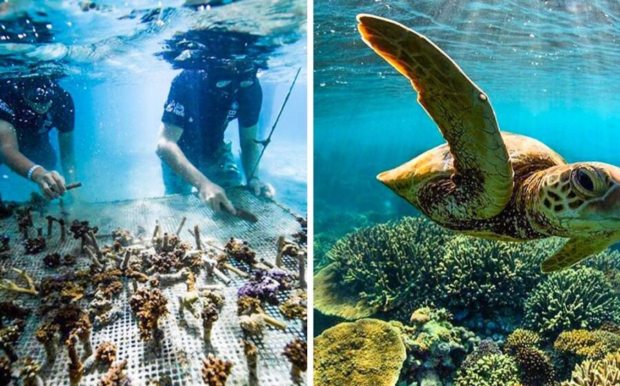 Mergulhador caçando peixes-leão invasores em recife de coral na Flórida
