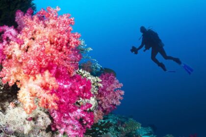 Nate Sorensen caça peixe-leão invasor com arpão em recife de coral no Caribe