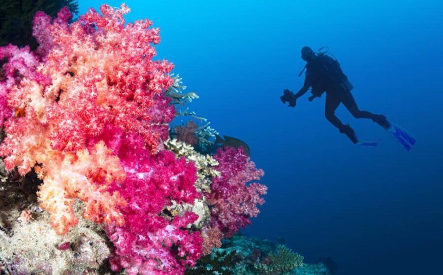 Nate Sorensen caça peixe-leão invasor com arpão em recife de coral no Caribe
