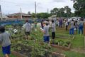 Estudantes do Colégio Agrícola do Paraná analisam mudas de ora-pro-nóbis em estufa com bioinsumos