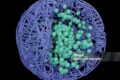Pesquisadores da UFPI analisam nanoformulação promissora contra glioblastoma em laboratório
