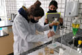 Professora Josane Cunha com alunos criando bioplásticos em laboratório de Química do IFMT Cuiabá