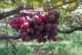 Cacho de uva Núbia Embrapa em vinhedo de Jales SP rustica produtiva