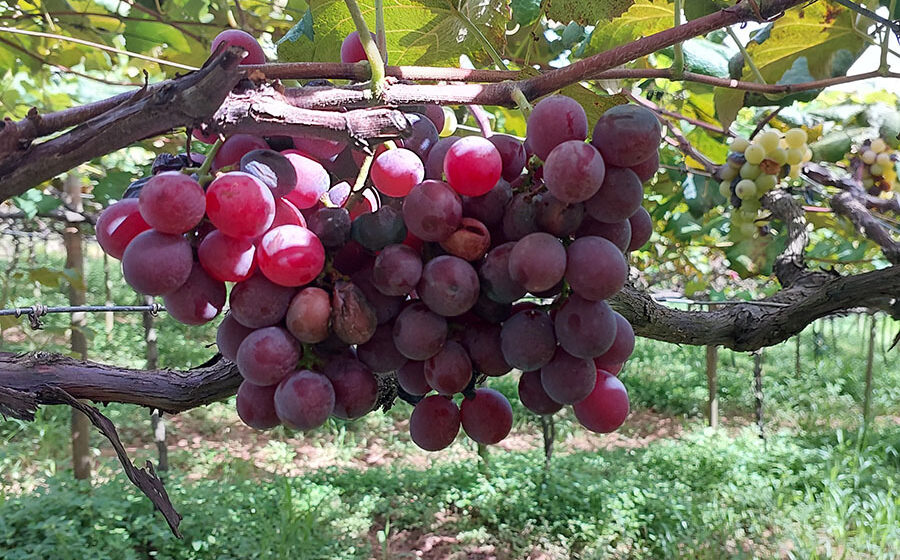 Cacho de uva Núbia Embrapa em vinhedo de Jales SP rustica produtiva