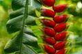 Helicônias tropicais vermelhas e amarelas floridas em jardim exuberante sob luz solar