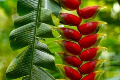 Helicônias tropicais vermelhas e amarelas floridas em jardim exuberante sob luz solar