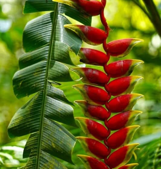 Helicônias tropicais vermelhas e amarelas floridas em jardim exuberante sob luz solar