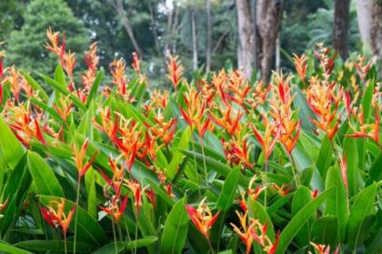 Helicônias vibrantes em vasos tropicais cultivadas com técnica especializada
