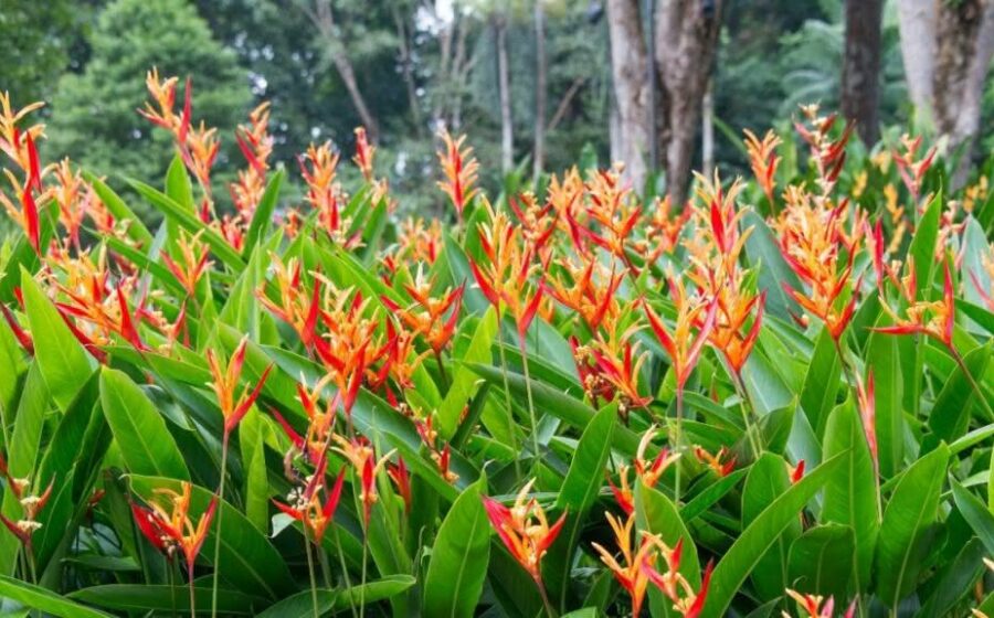 Helicônias vibrantes em vasos tropicais cultivadas com técnica especializada