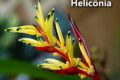Heliconias tropicais com brácteas vermelhas e amarelas vibrantes em floração contínua, atraindo beija-flores