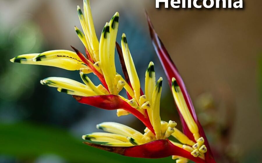 Heliconias tropicais com brácteas vermelhas e amarelas vibrantes em floração contínua, atraindo beija-flores