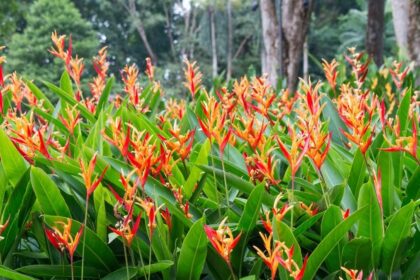 Helicônia tropical em vaso com brácteas vermelhas e amarelas coloridas protegendo flores minúsculas adaptadas a beija-flores