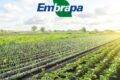 Pesquisadores da Embrapa analisando lavoura de soja no Cerrado brasileiro, simbolizando revolução agrícola tropical