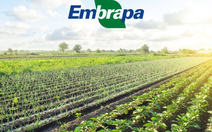 Pesquisadores da Embrapa analisando lavoura de soja no Cerrado brasileiro, simbolizando revolução agrícola tropical