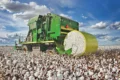 Vasta plantação de algodão na Bahia com colheitadeiras modernas, simbolizando recorde de 1,83 mi toneladas em 2025